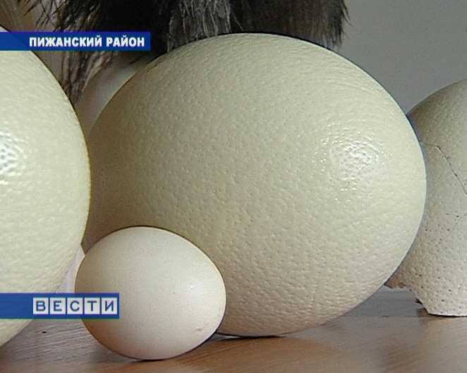 Омлет из страусиных яиц