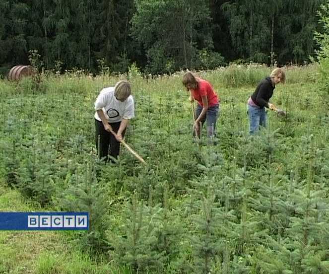 Международный экологический лагерь