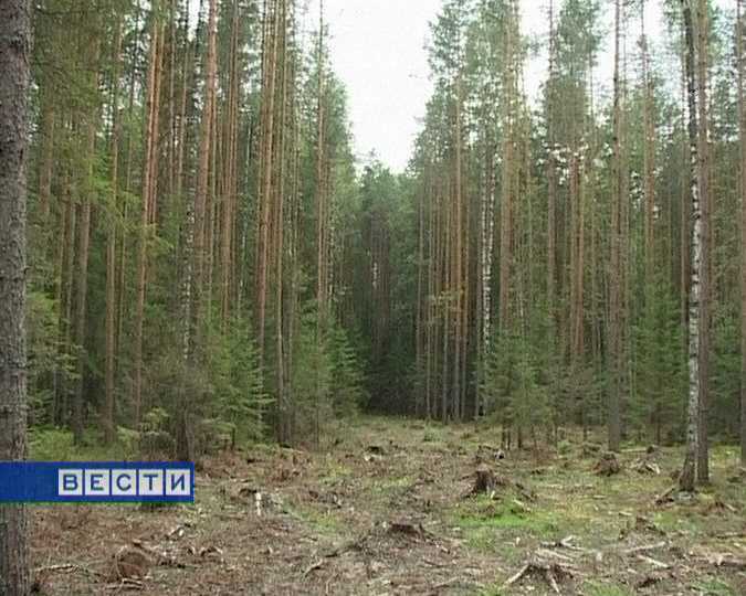 Незаконные вырубки