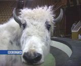 Уникальный мотоцикл