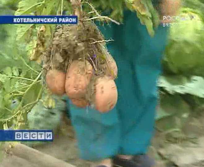 Вятская картошка