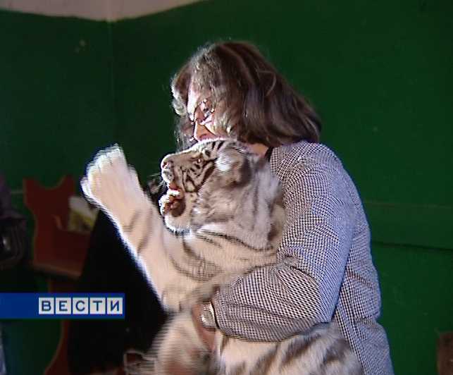 Белые тигры