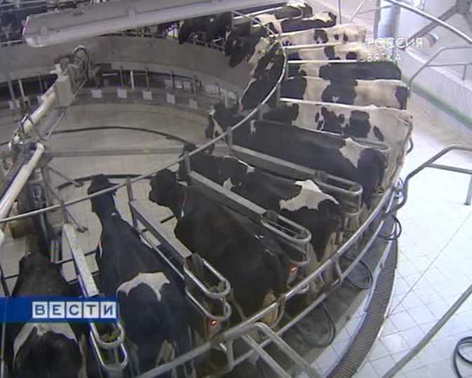 Карусель для коров