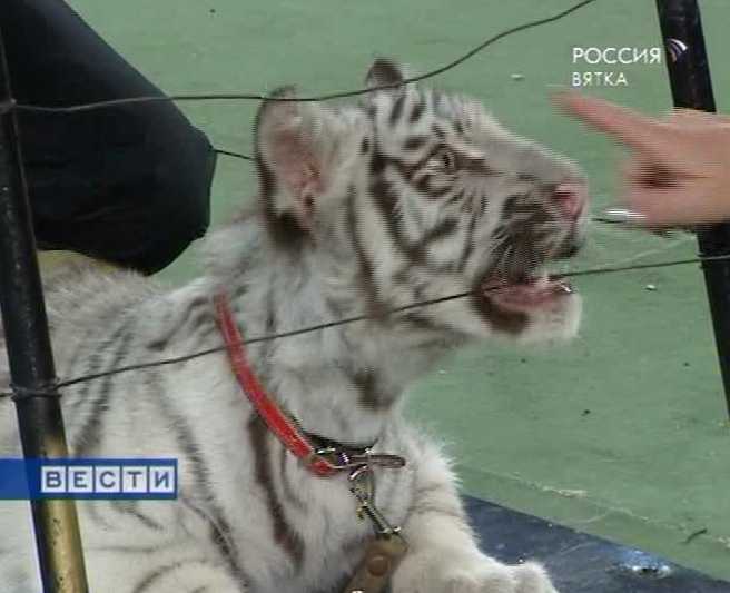 День рождения тигренка