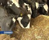 Карусель для коров