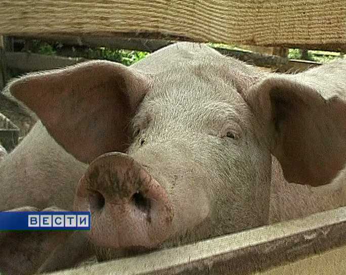 Африканская чума свиней