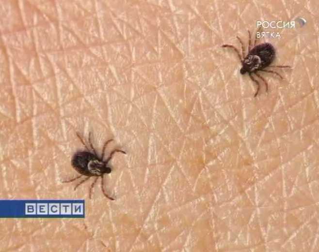 Борьба с клещами