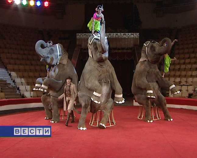 «На слонах вокруг света»