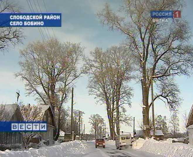 Опасные тополя