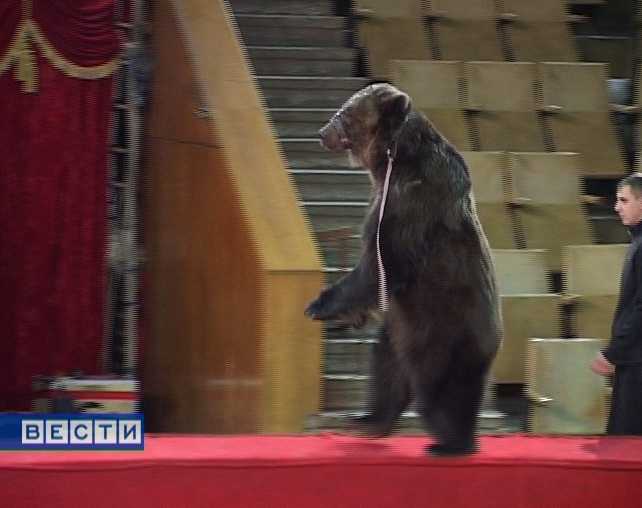 Медведи в кировском цирке
