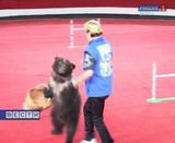 Медведи в кировском цирке