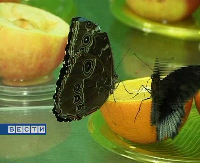 Выставка живых бабочек
