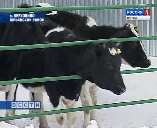 Секреты воспитания телят