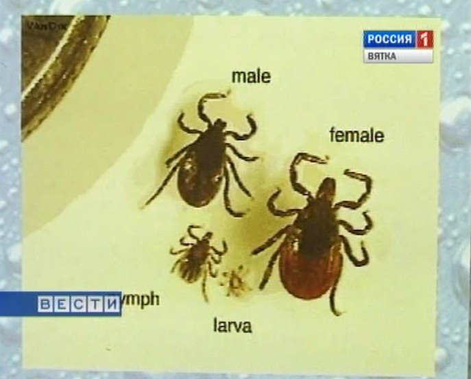 Клещи просыпаются