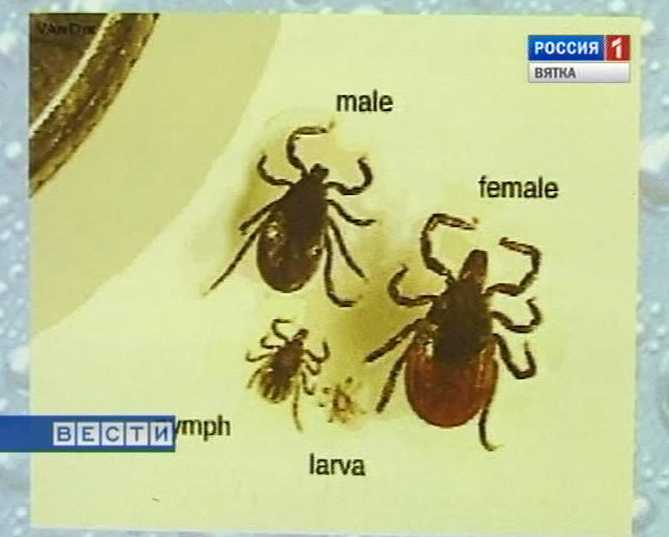 Клещи наступают