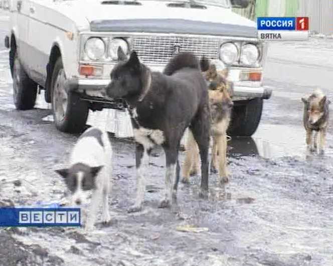 Приют для собак