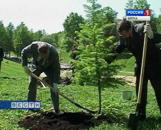 Посадка деревьев