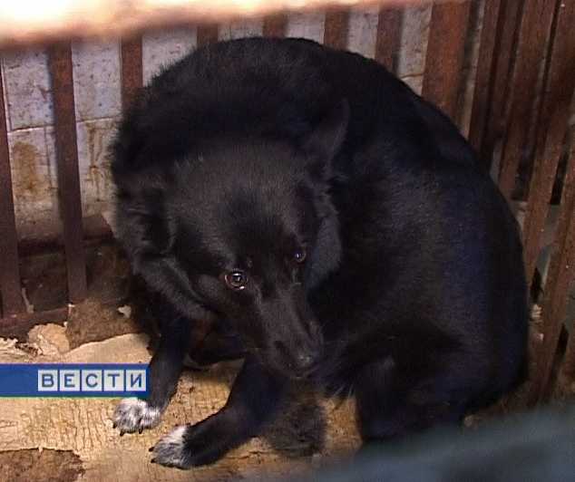 Прививки от бешенства