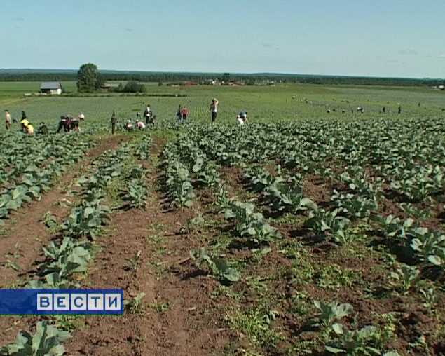 Трудовой лагерь