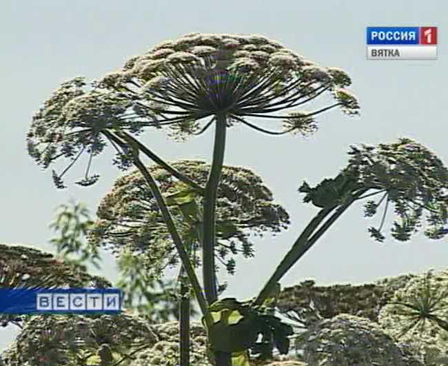 Осторожно, борщевик!