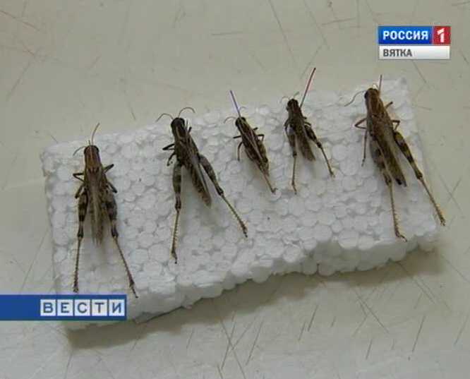 Итальянская саранча