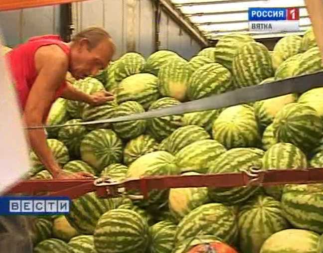 Сезон арбузов