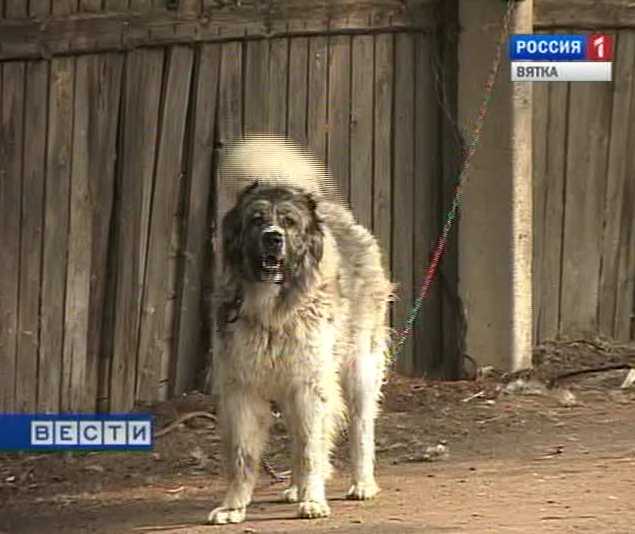 Приют для домашних животных