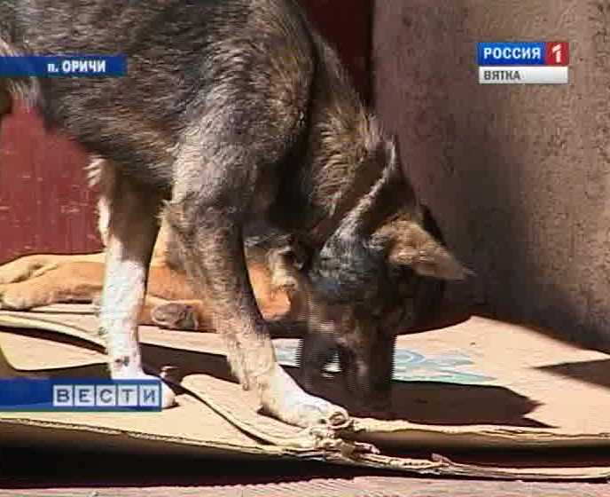 Бешенство у животных