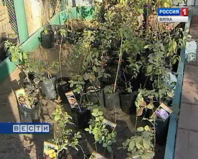 Фальшивые саженцы