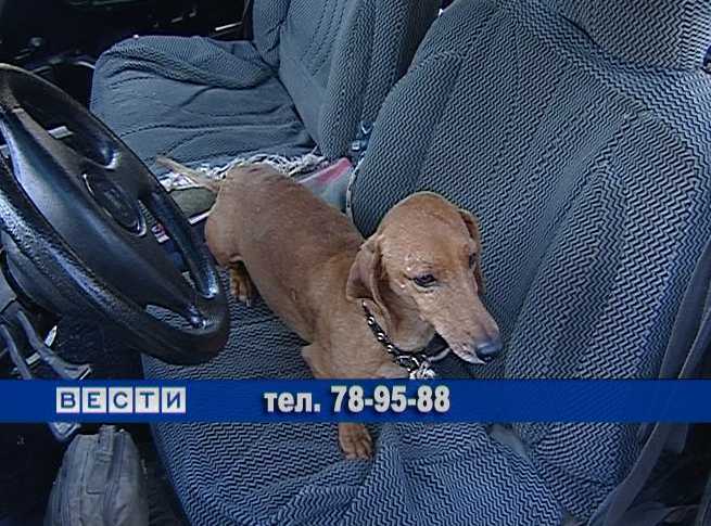 Такса ждет хозяина