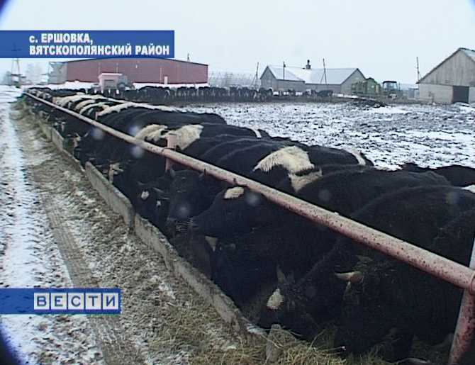 Смелый эксперимент