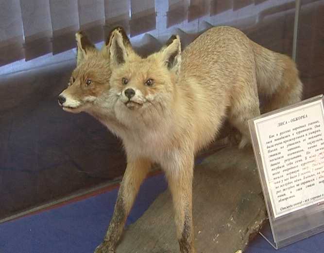 Две выставки из Санкт-Петербурга