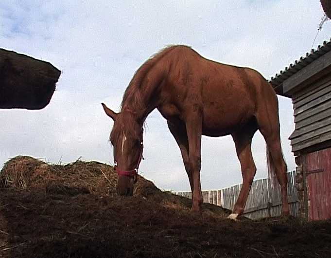 Конная драма