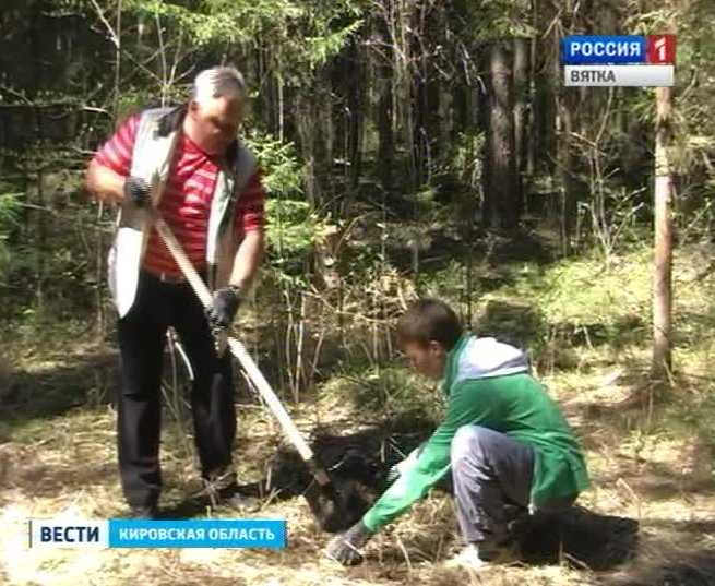 Аллея лиственниц