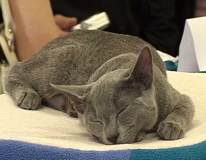 Выставка кошек