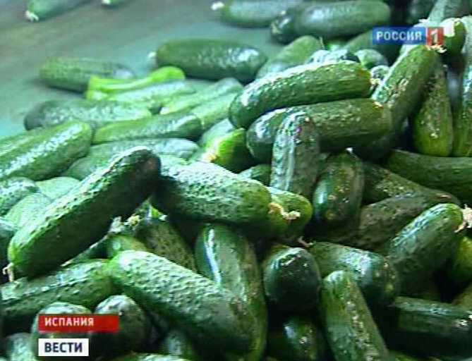 Опасные овощи