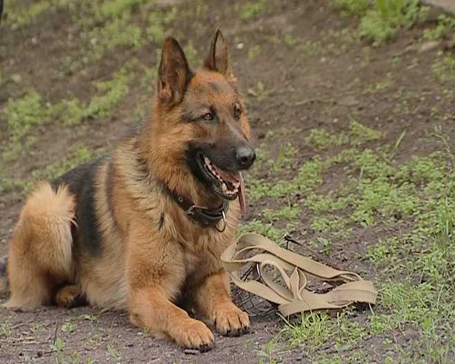 Боевой товарищ