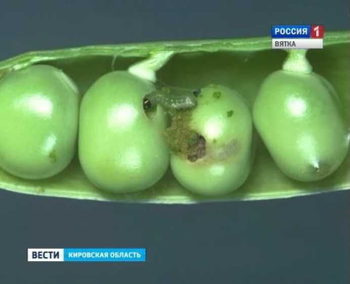 Вредители-плодожорки