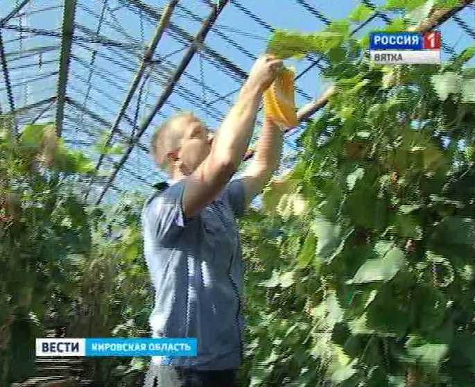 Калифорнийский трипс