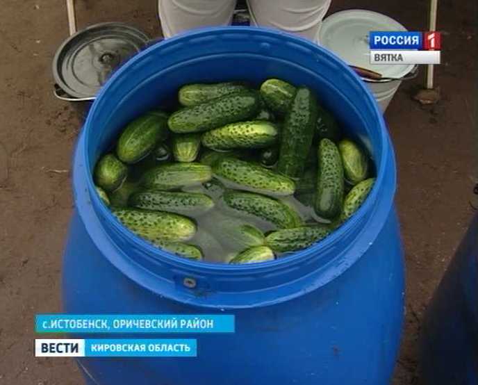 Истобенский огурец