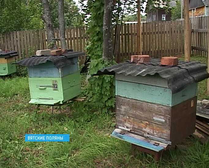 В Куменском районе погибли пчелы