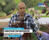 Истобенский огурец