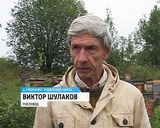 В Куменском районе погибли пчелы