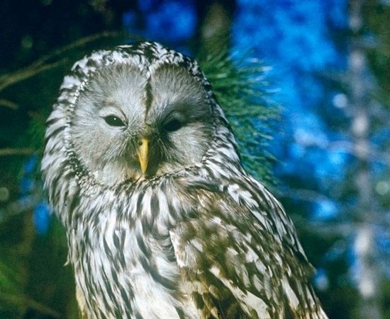 Дополнения в Красную книгу Кировской области