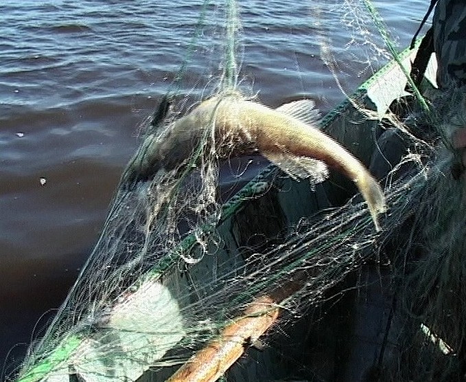 видео где рыба. куча рыбы. где рыба. рыба плещеева озера. видео где рыба.