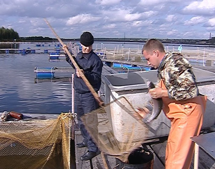 Форелевое хозяйство