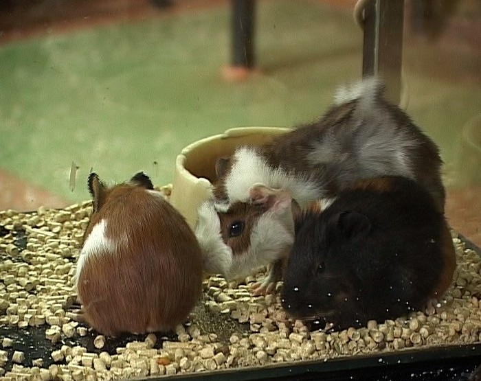 Ветеринарные препараты