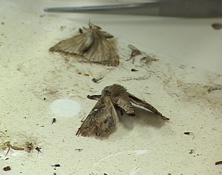 Судьба хвойного леса