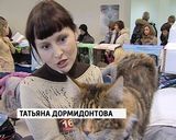 Выставка кошек