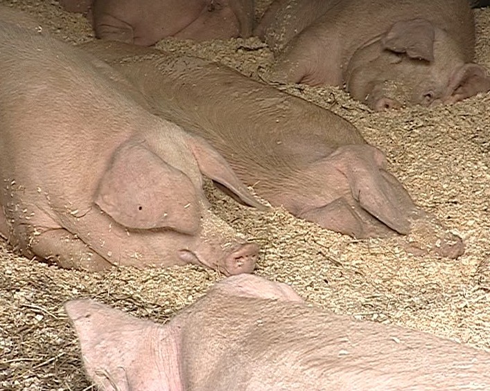 Африканская чума свиней